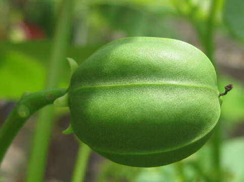 Image of Barbados nut