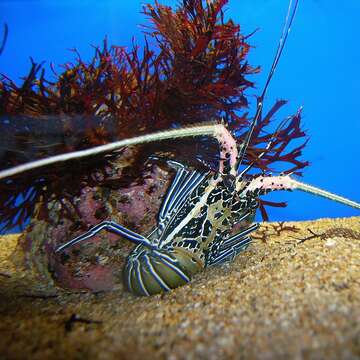 Image of Painted Spiny Lobster