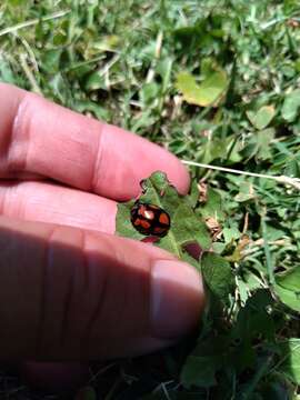 Sivun Chelymorpha areata (Erichson 1847) kuva