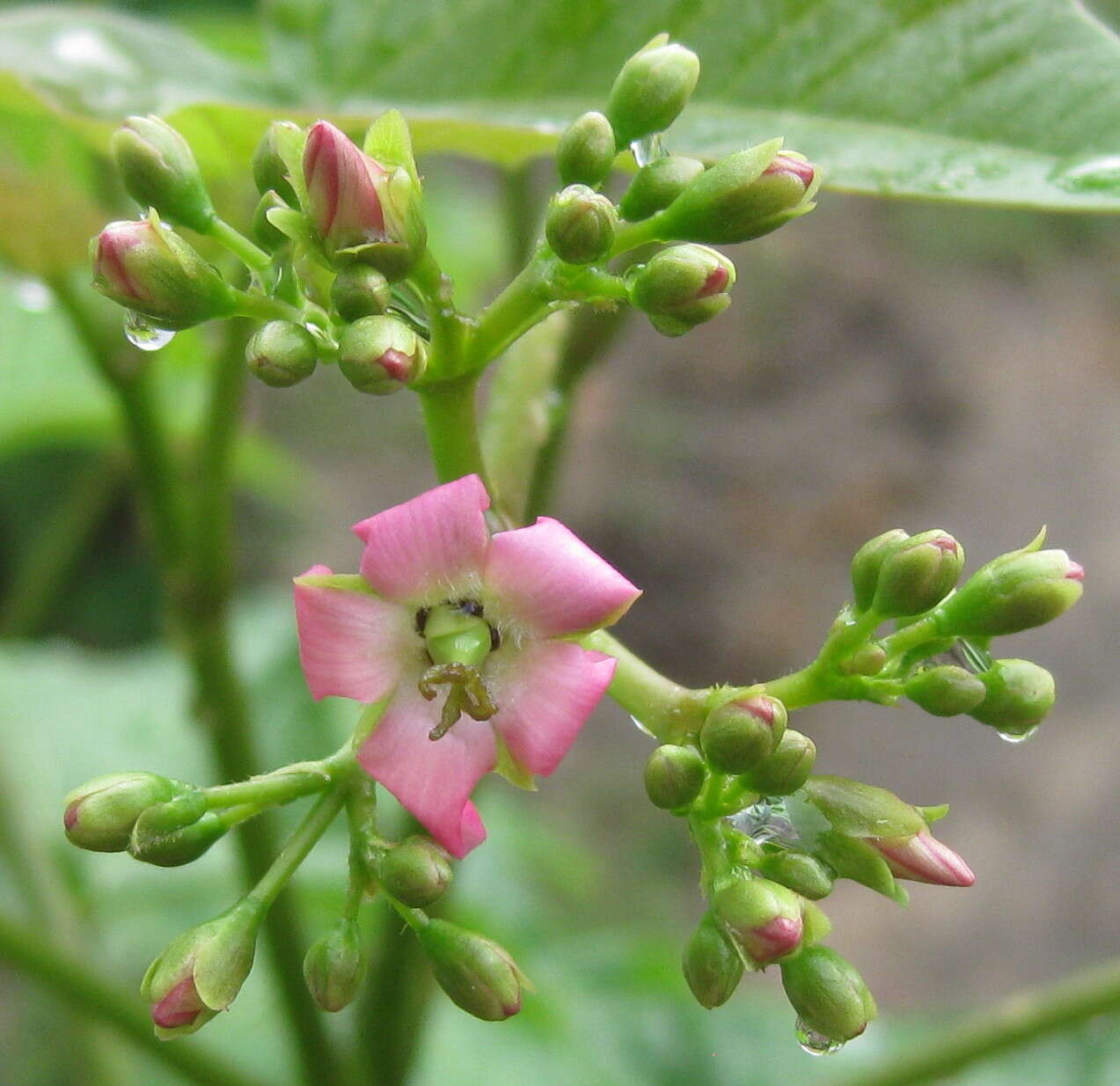 Image of Barbados nut