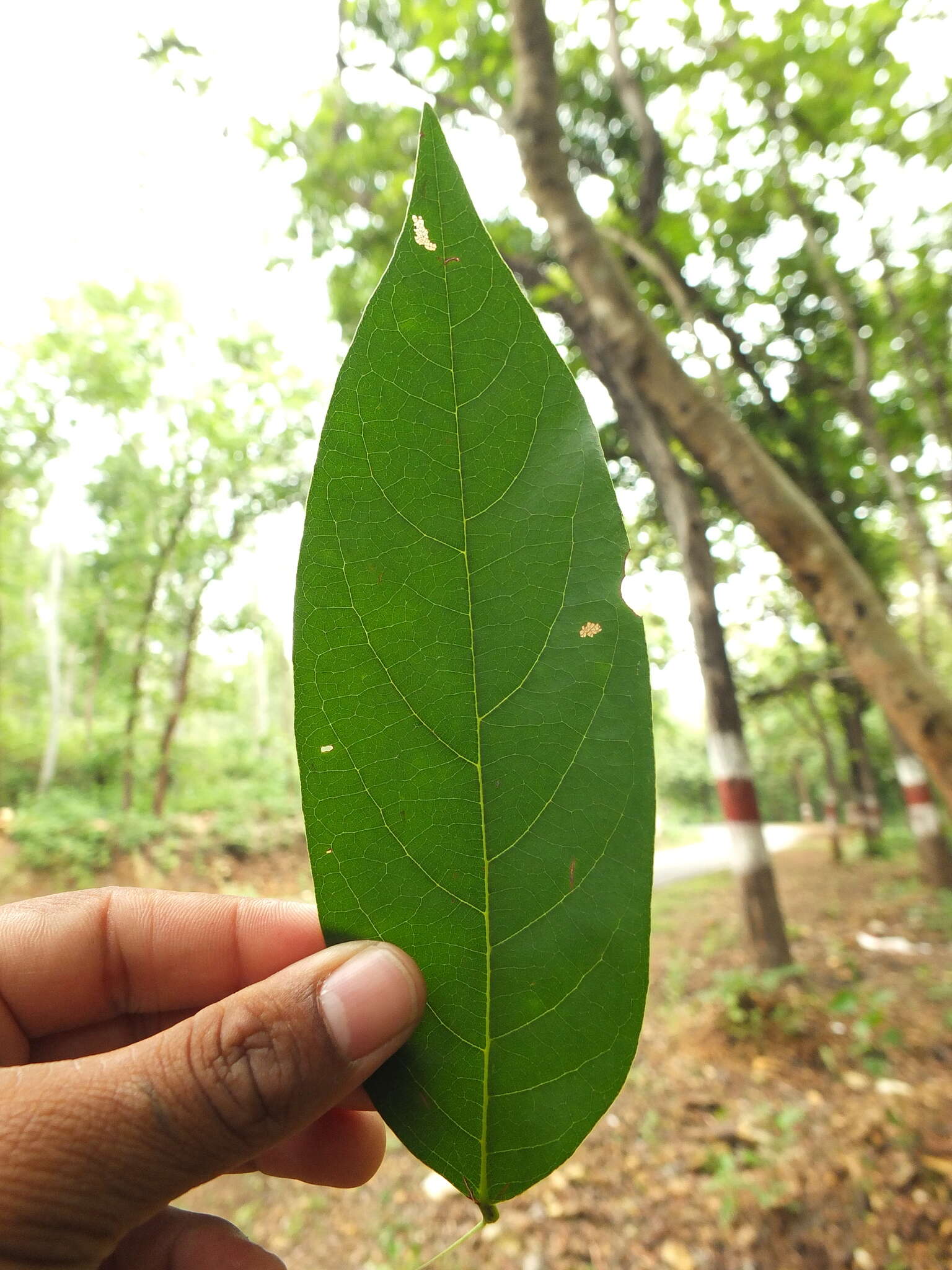 Plancia ëd Xylia xylocarpa (Roxb.) Taub.