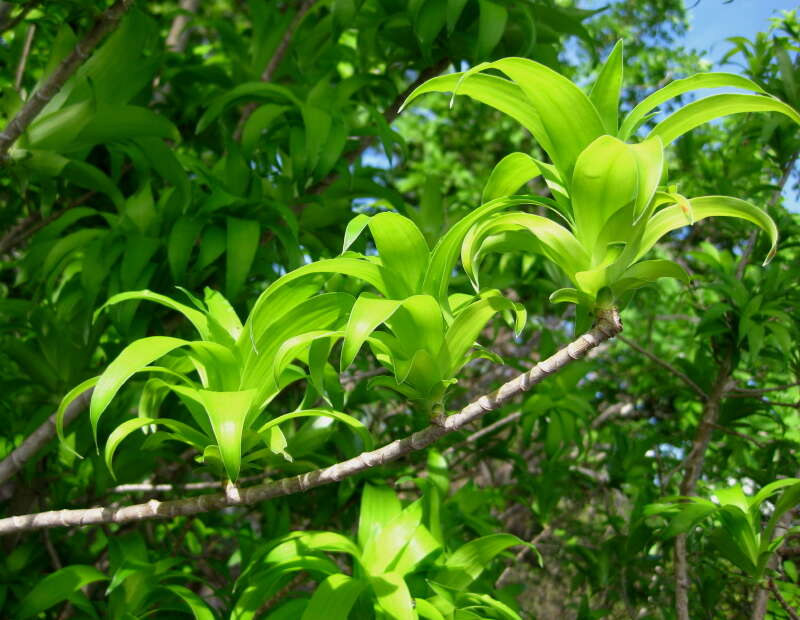 Image of Dracaena reflexa Lam.