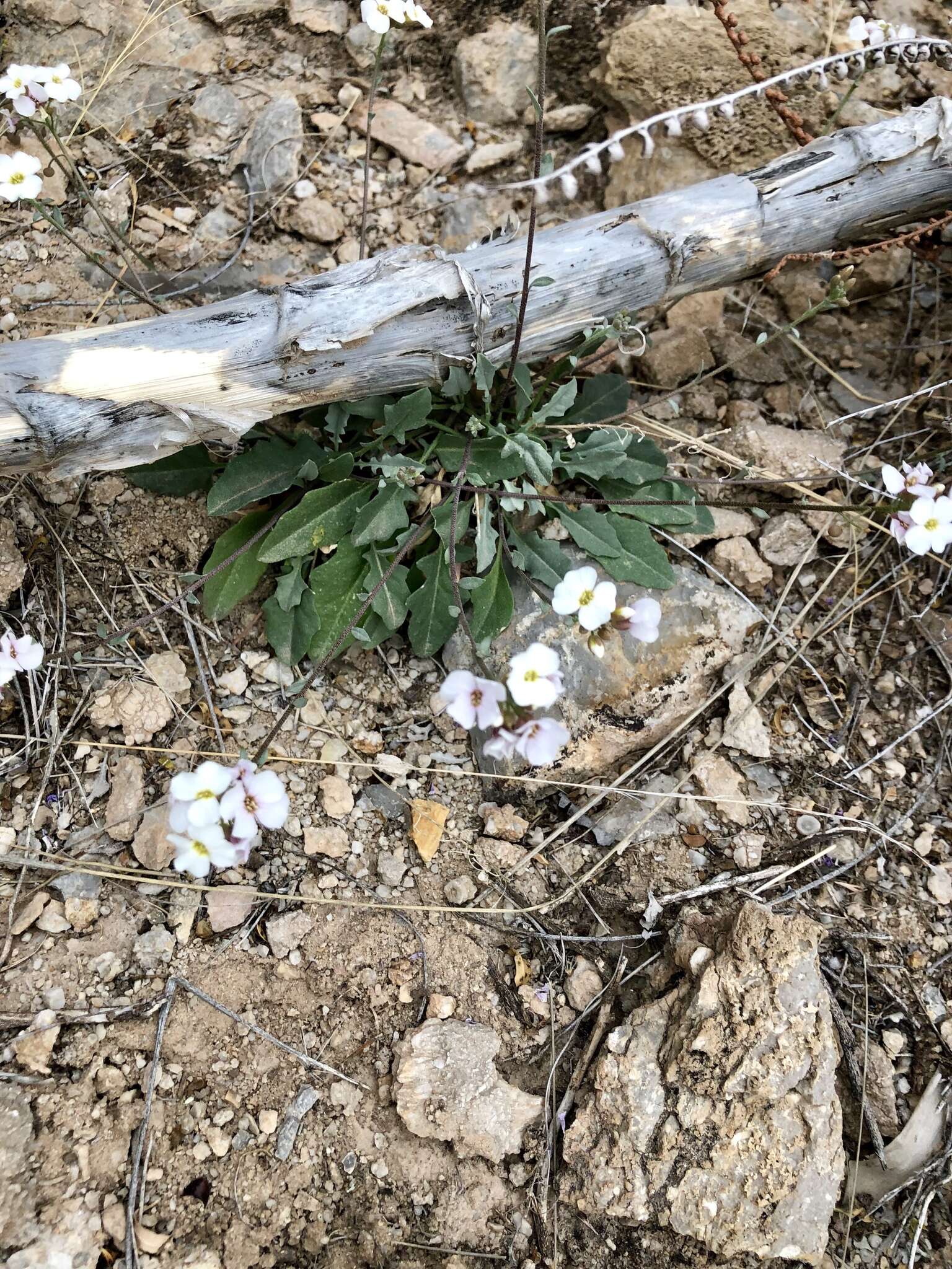 Image of rose bladderpod