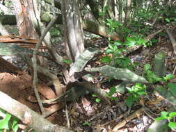 Image of Sansevieria kirkii Baker