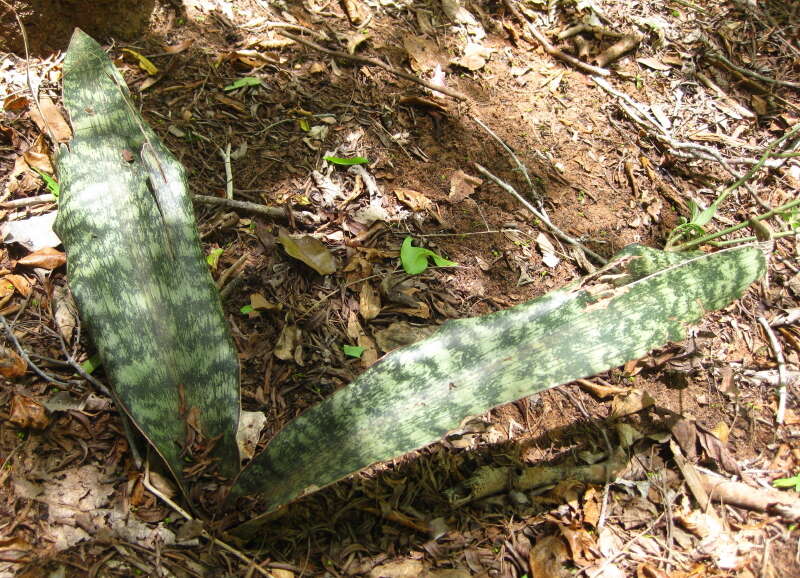 Image of Sansevieria kirkii Baker