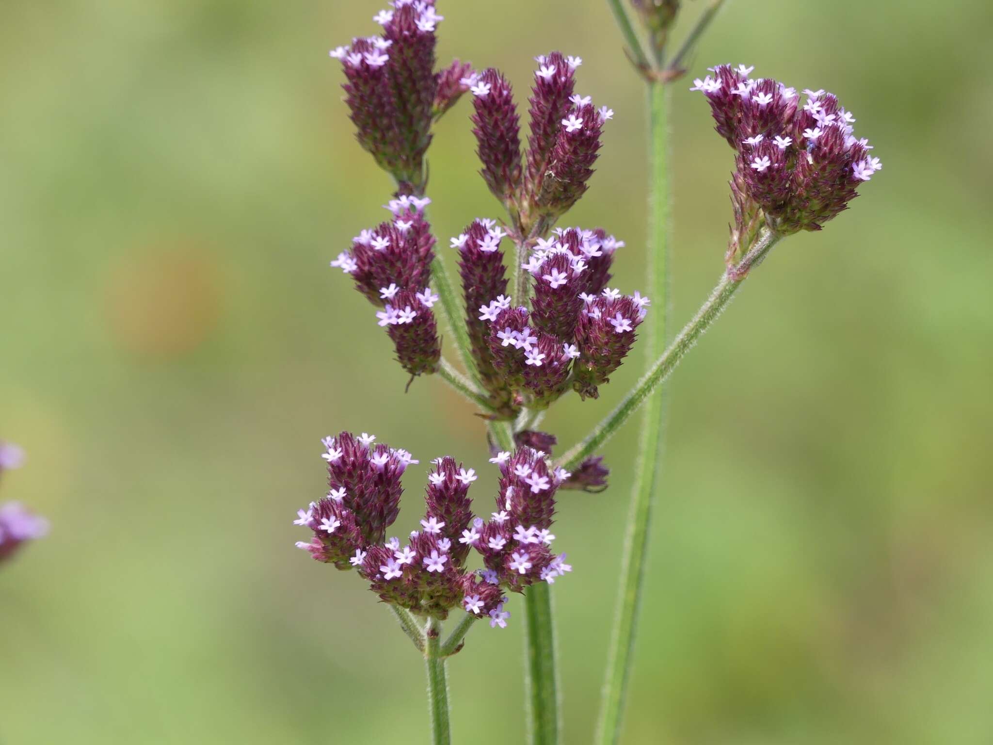 Image of Brazilian Vervain