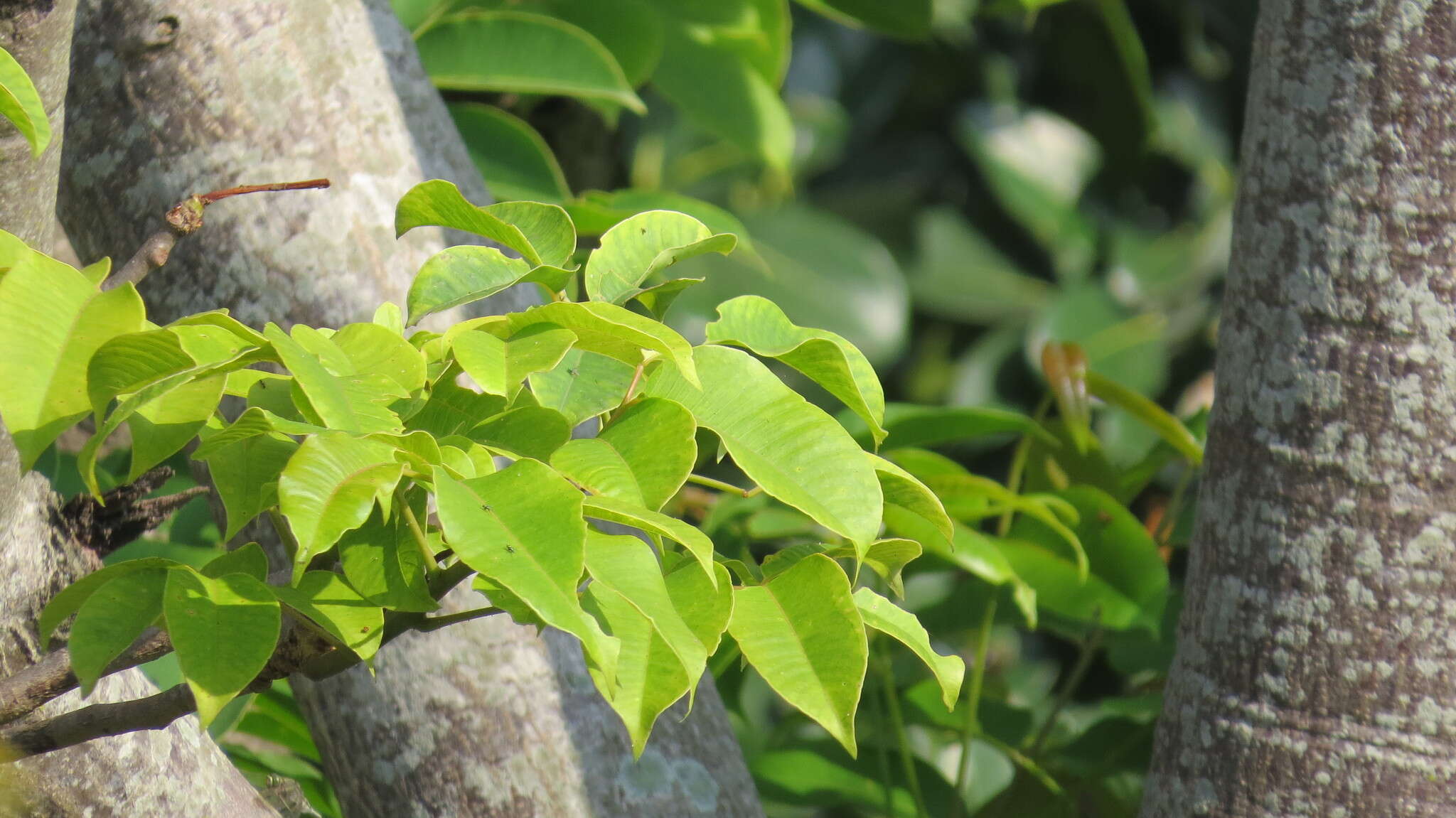 Image de Spondias pinnata (L. fil.) Kurz