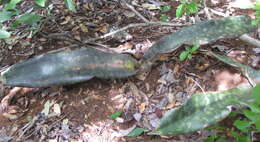 Image of Sansevieria kirkii Baker