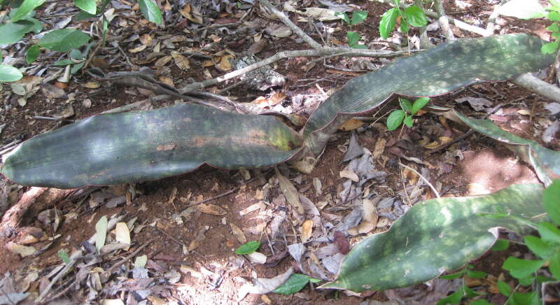 Image of Sansevieria kirkii Baker