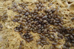 Image of Armadillidium marmoratum Strouhal 1929