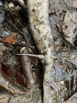 Image of Slender Lungfish