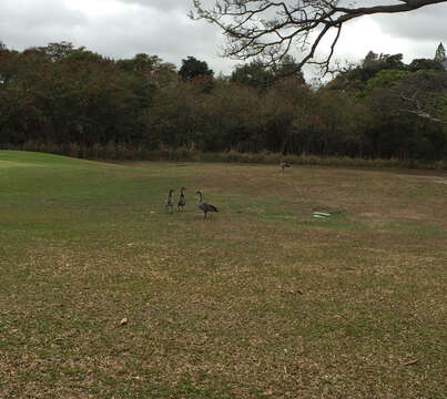 Image of Hawaiian Goose