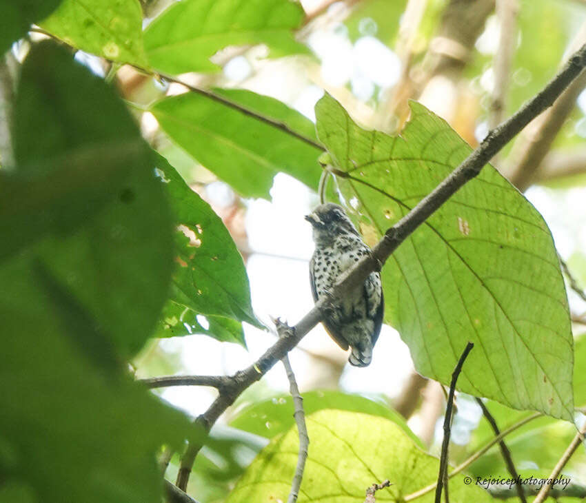 Image of Speckled Piculet