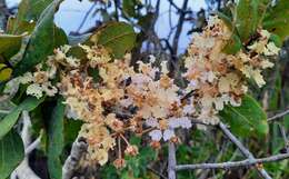 Imagem de Banisteriopsis latifolia (A. Juss.) B. Gates