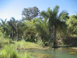 Image of raffia palm