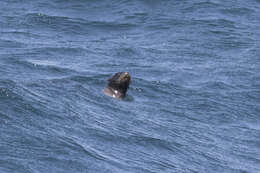 Image of fur seal