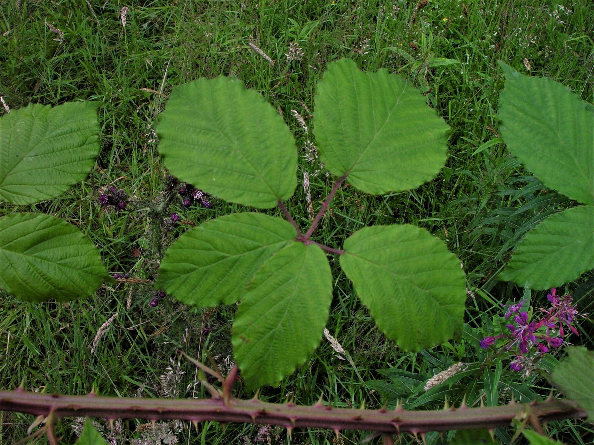 Image of Rubus incurvatiformis Edees