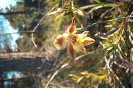 Imagem de Gladiolus maculatus Sweet