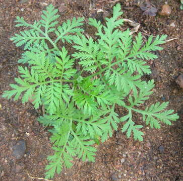 Image of sweet sagewort