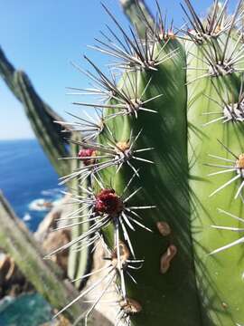 صورة Stenocereus chacalapensis (Bravo & T. MacDoug.) Buxb.