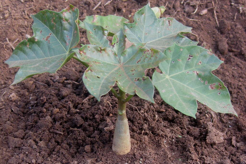 Image of Barbados nut