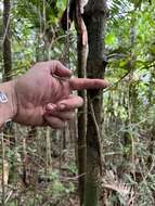 Image de Garcinia portoricensis (Urb.) Alain H. Liogier