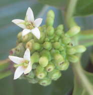 Image of Indian mulberry