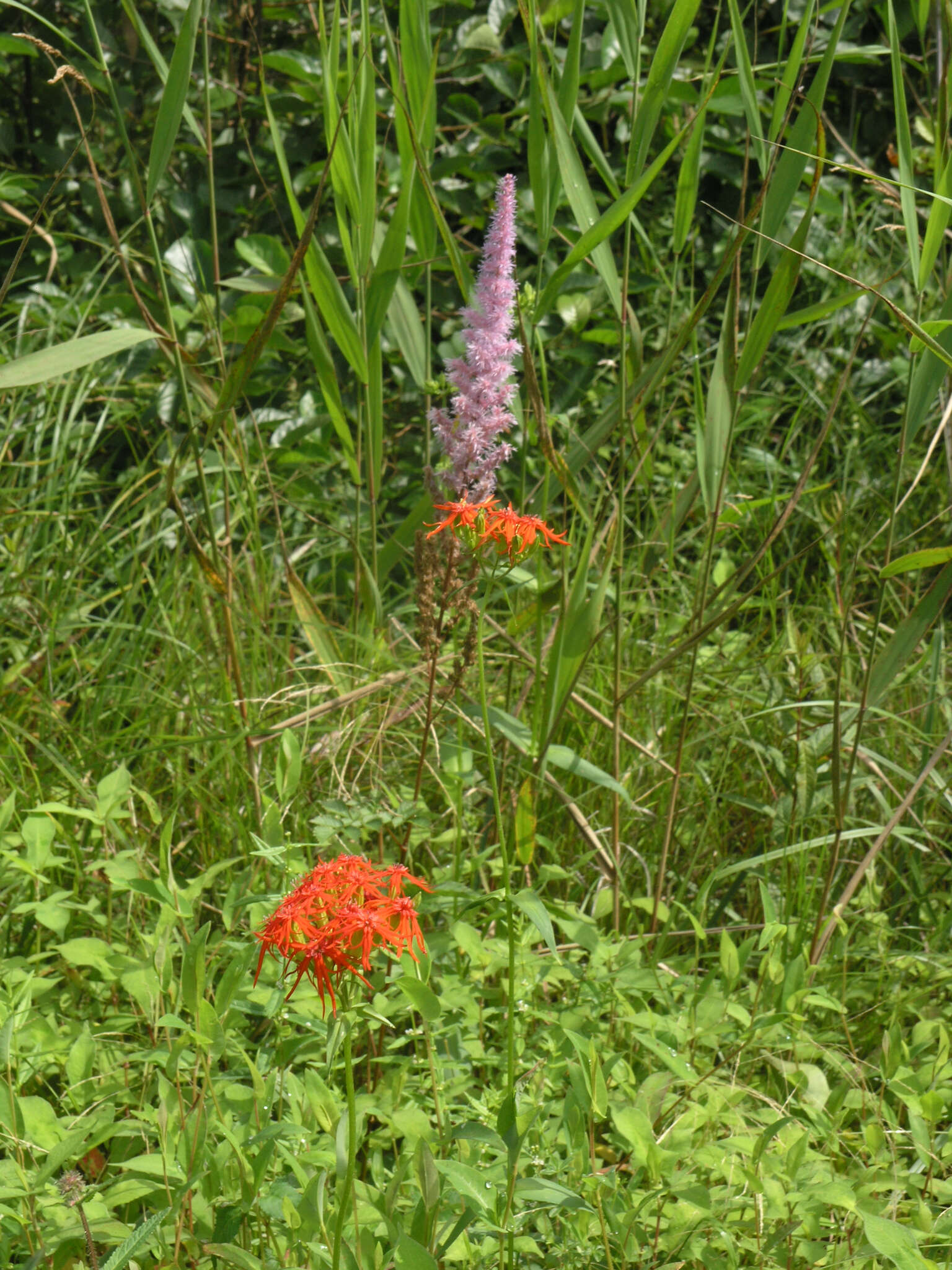 Image of Astilbe rubra Hook. & Thomson