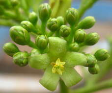 Image of Barbados nut