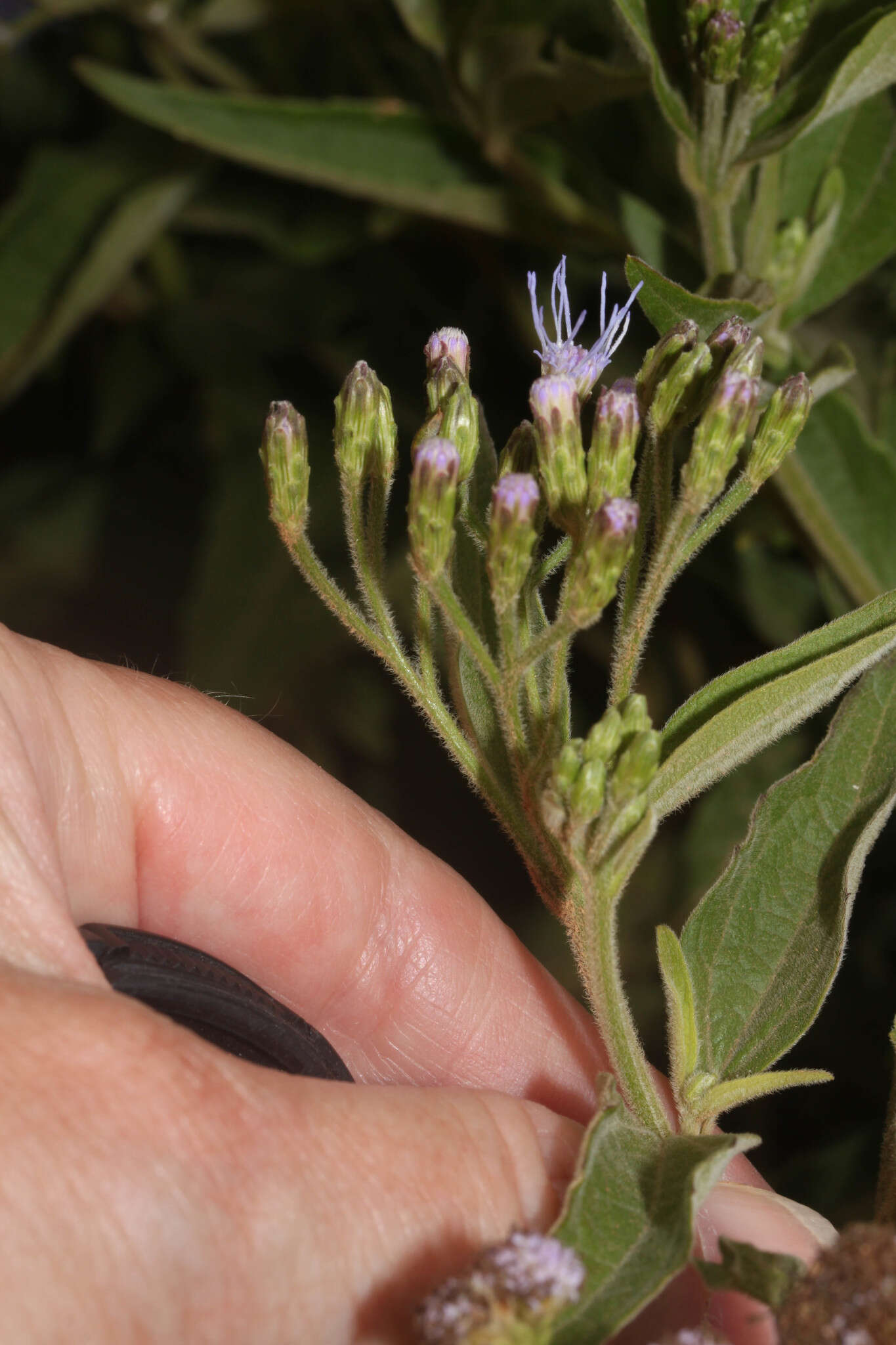 Слика од Chromolaena tunariensis (Hieron.) R. King & H. Rob.