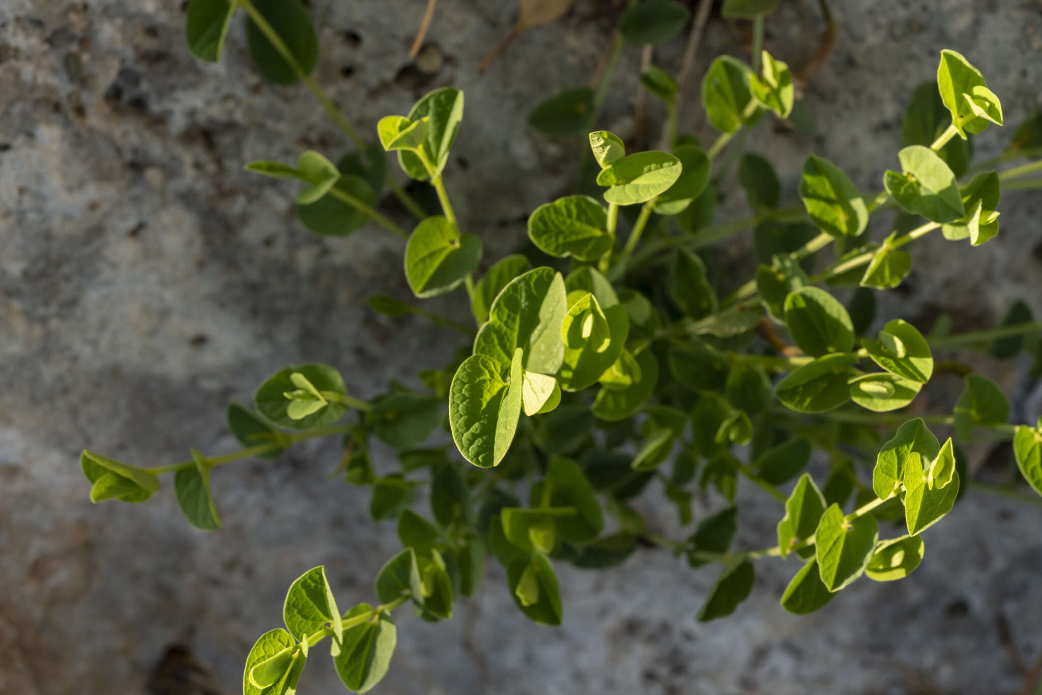 Image of Aristolochia parvifolia Sm.
