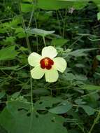 Image of Hibiscus sterculiifolius (Guill. & Perr.) Steud.