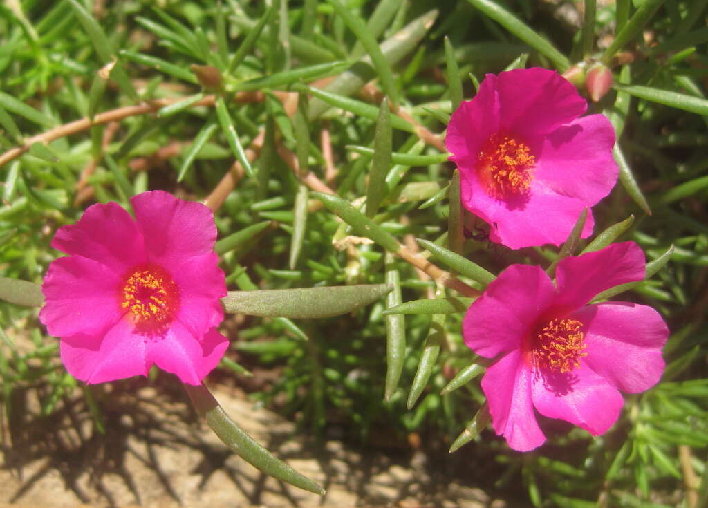 Image of Moss-rose Purslane