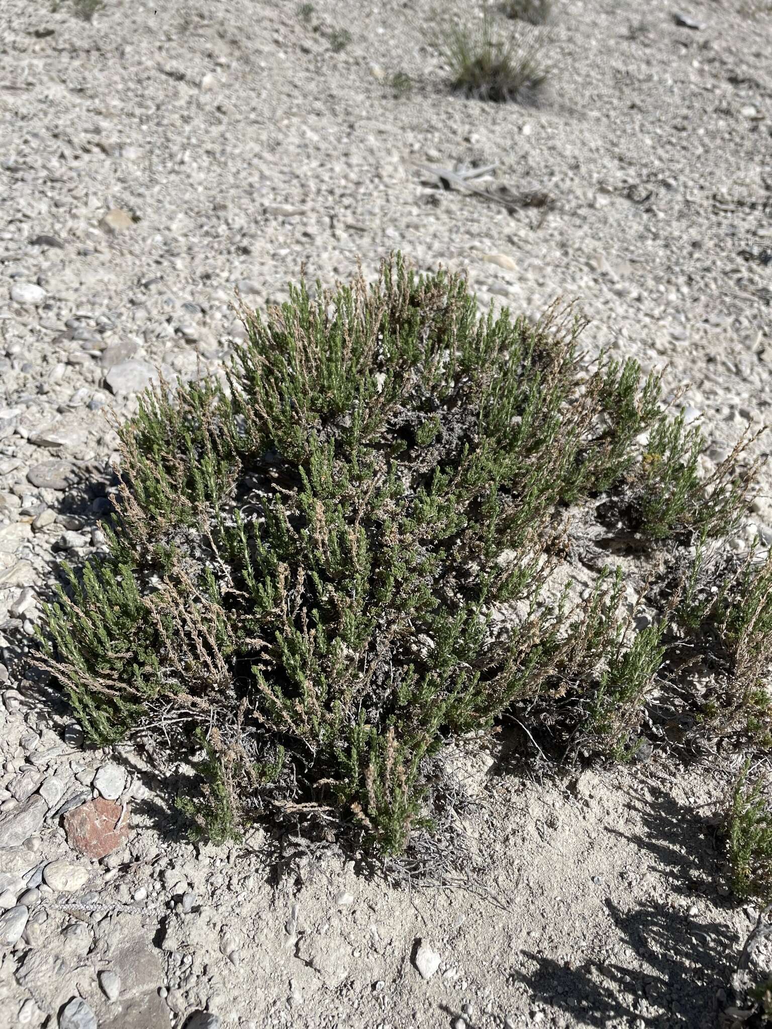 Imagem de Artemisia pygmaea A. Gray