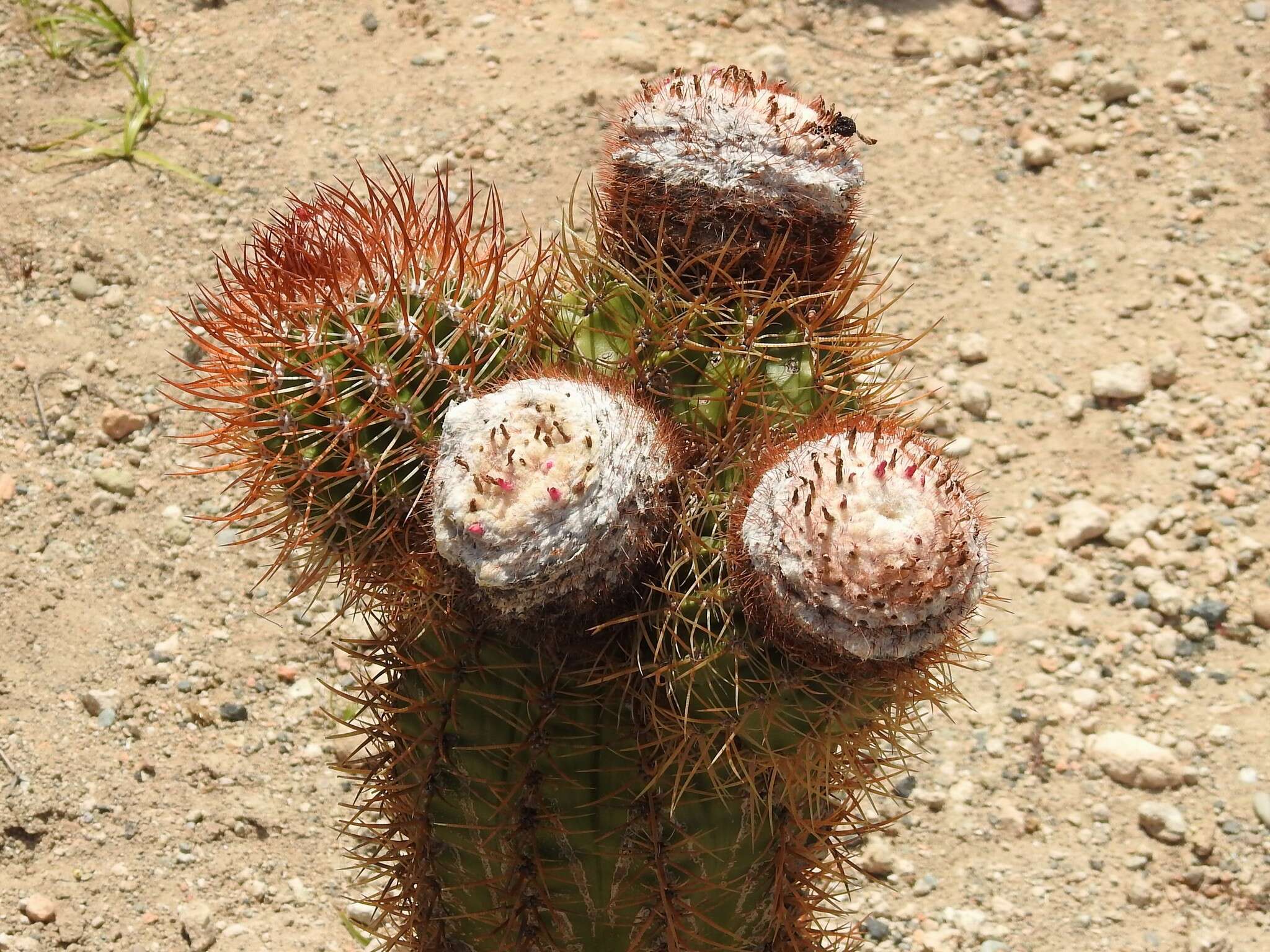 Melocactus harlowii (Britton & Rose) Vaupel resmi