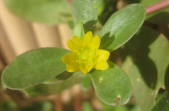 Image of common purslane