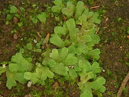 Image of Riccia crozalsii Levier