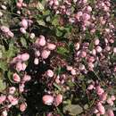 Image of Pink-flowering Sumac