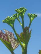 Image of Barbados nut