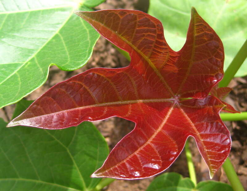 Image of Barbados nut