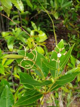 Image of Stephanostegia