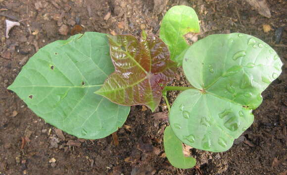 Image of Barbados nut