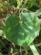 Image de Aristolochia ringens Vahl