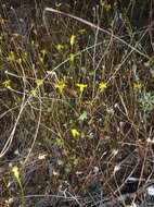 Plancia ëd Cineraria lobata subsp. lobata