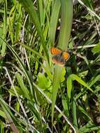 Lycaena phlaeas timeus (Cramer 1779) resmi