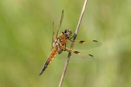 Image of Four-spotted Chaser