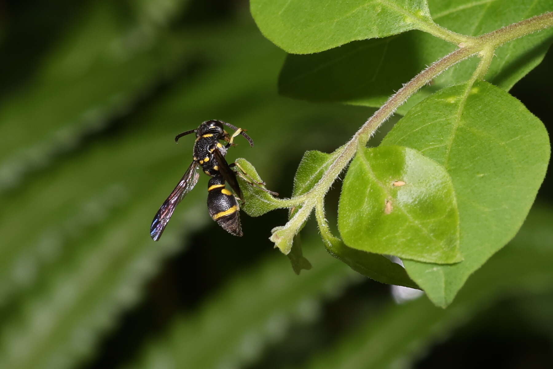 Sivun Apodynerus formosensis (Schulthess 1934) kuva