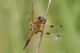 Image of Four-spotted Chaser