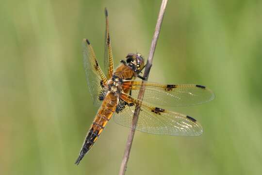 Image of Four-spotted Chaser