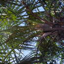 Imagem de Coccothrinax argentata (Jacq.) L. H. Bailey